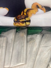 Load image into Gallery viewer, Rattlesnake Protection Powder