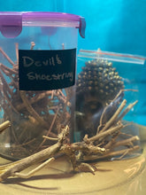 Load image into Gallery viewer, DEVIL'S SHOESTRING ROOT